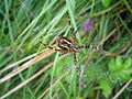 Argiope bruennichi