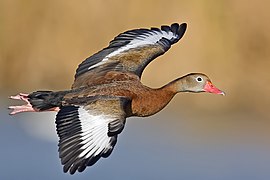 Whistling duck flight02 - natures pics.jpg