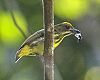 Yellow-breasted Flowerpecker (Prionochilus maculatus)