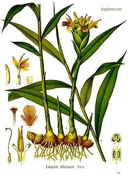 Zingiber officinale - Khler–s Medizinal-Pflanzen-146.jpg