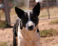 Mixed-breed dog (part Border Collie)