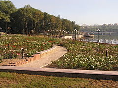 Roses in Shcherbakov park