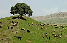 Photographie d'un troupeau de moutons dans un pré.