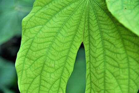 Bauhinia sirindhorniae สิรินธรวัลลีพรรณไม้ในวงศ์ Fabaceae.