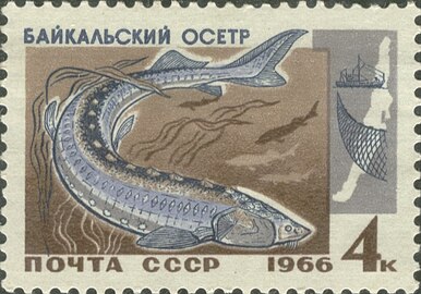 1966 год: Байкальский осётр