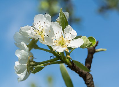 Flores da pera europeia (Pyrus communis). (definição 3 538 × 2 576)