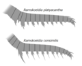 Ramskoeldia spp. ラムスコルディア