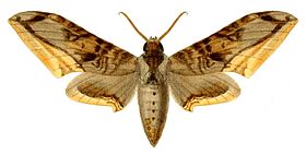 Acanthosphinx guessfeldti