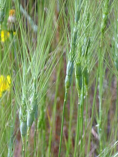 Description de l'image Aegilops triuncialis Enfoque 2010-5-26 DehesaBoyaldePuertollano.jpg.