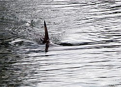 Photo of triangular fish fin protruding from the water