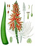 Aloe succotrina — Алоэ сокотринское