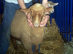 Tunis au Maryland Sheep and Wool Festival en 2008.