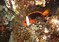 Amphiprion melanopus