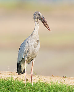 Asian openbill, by JJ Harrison