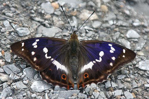 Apatura iris Weinsberg 20080618 1