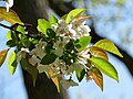 Malus angustifolia