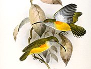 illustration of two spiderhunters with greenish-brown upperparts, grey throats and undersides of wings, yellow underparts, and orange patches under the wing