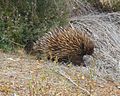 Short-billed hedgehog