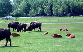 Amerikanische Bisons mit Jungtieren