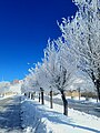 بارش برف زمستانی در شهر بلداجی