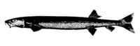 格氏鼠鱚(Gonorynchus greyi)