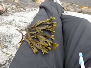 Blåstång (Fucus vesiculosus)