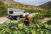 Colheita de uvas em Andaluzia