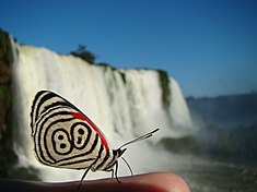 Diaethria clymena, appelée communément Double 8. Ici sous-espèce diaethria clymena janeira photographiée face aux chutes d'Iguazu.