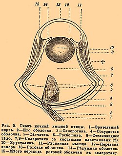 Рис. 5. Глаз ночной хищной птицы. 1 — Зрительный нерв. 2 — Его оболочка. 3 — Склеротика. 4 — Сосудистая оболочка. 5 — Сетчатка. 6 — Гребешок. 8 — Стекловидное тело. 7, 9 — Склеротика с костяными пластинками (+). 10 — Хрусталик. 11 — Ресничная мышца. 12 — Передняя камера. 13 — Роговая оболочка. 14 — Радужная оболочка. 15 — Место перехода роговой оболочки в склеротику.