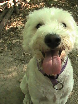 photos of schnoodles