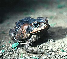 An adult cane toad with dark colouration, as found in El Salvador. The parotoid gland is prominatly displayed on the side of the head.