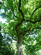 Quercus robur.