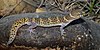 Texas banded gecko (Coleonyx brevis), Webb County, Texas