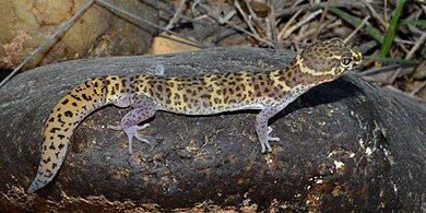 Texas Banded Gecko (Coleonyx brevis), Webb Co. Texas