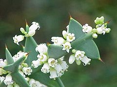 Colletia paradoxa