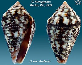 Conus hieroglyphus