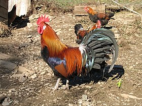 Coq Gauloise saumon doré