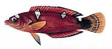 Miniatuur voor Roodstreeplipvis