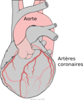 Vignette pour Artère coronaire