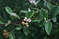 Cotoneaster pannosus