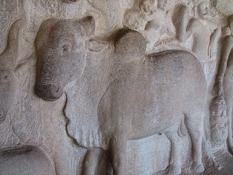 800px-Cow_bas_relief_in_Mamallapuram.jpg