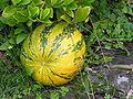 Didysis moliūgas (Cucurbita maxima)