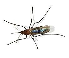 Culex pipiens 2007-1.jpg