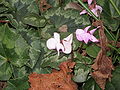 Cyclamen coum mixed pink and white