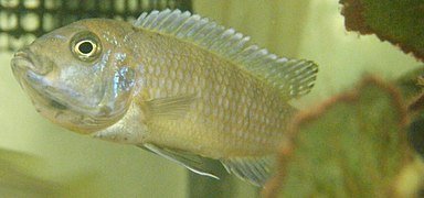 Cynotilapia zebroides "Jalo Reef"[1],[2]. Femelle en incubation.