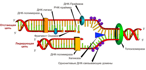 http://upload.wikimedia.org/wikipedia/commons/thumb/3/35/DNA_replication_ru.svg/512px-DNA_replication_ru.svg.png
