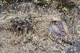 https://upload.wikimedia.org/wikipedia/commons/3/35/Decomposing_possum.jpg