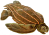Tartaruga de coiro