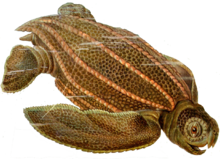 Dermochelys coriacea Haeckel.png