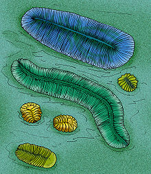 Dickinsonia Archaeaspinus.jpg